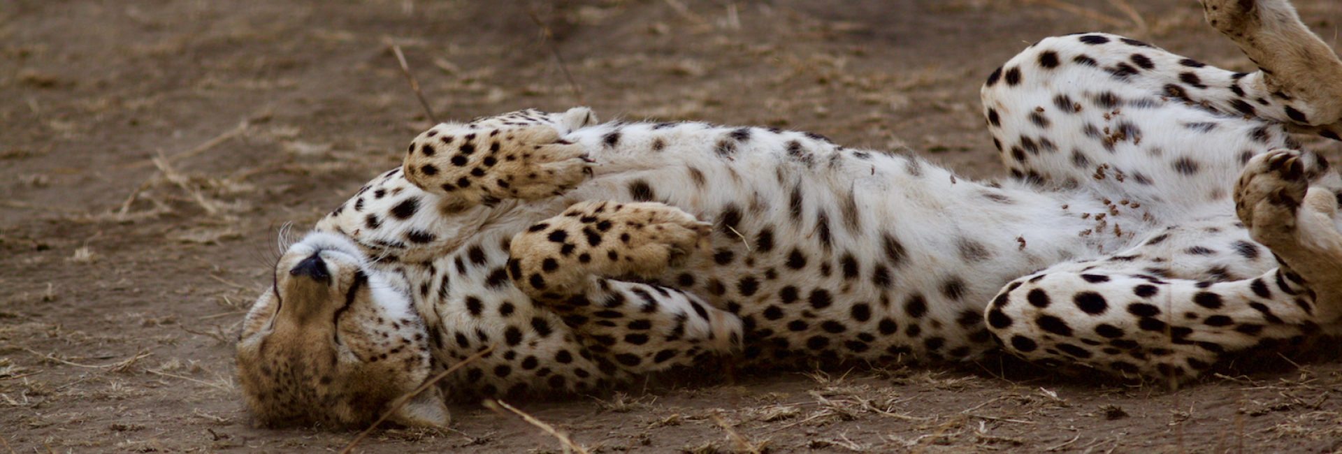 Honeymoon of your dreams Honeymoon of your dreams