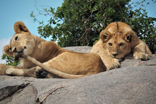 Tanzania Safari Lion