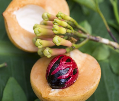 Zanzibar Spice Tour Zanzibar Spice Tour