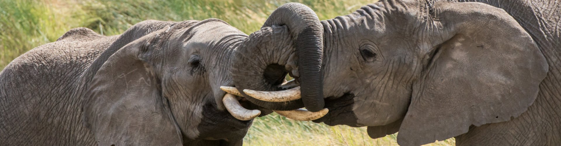 Honeymoon Tanzania Elephant