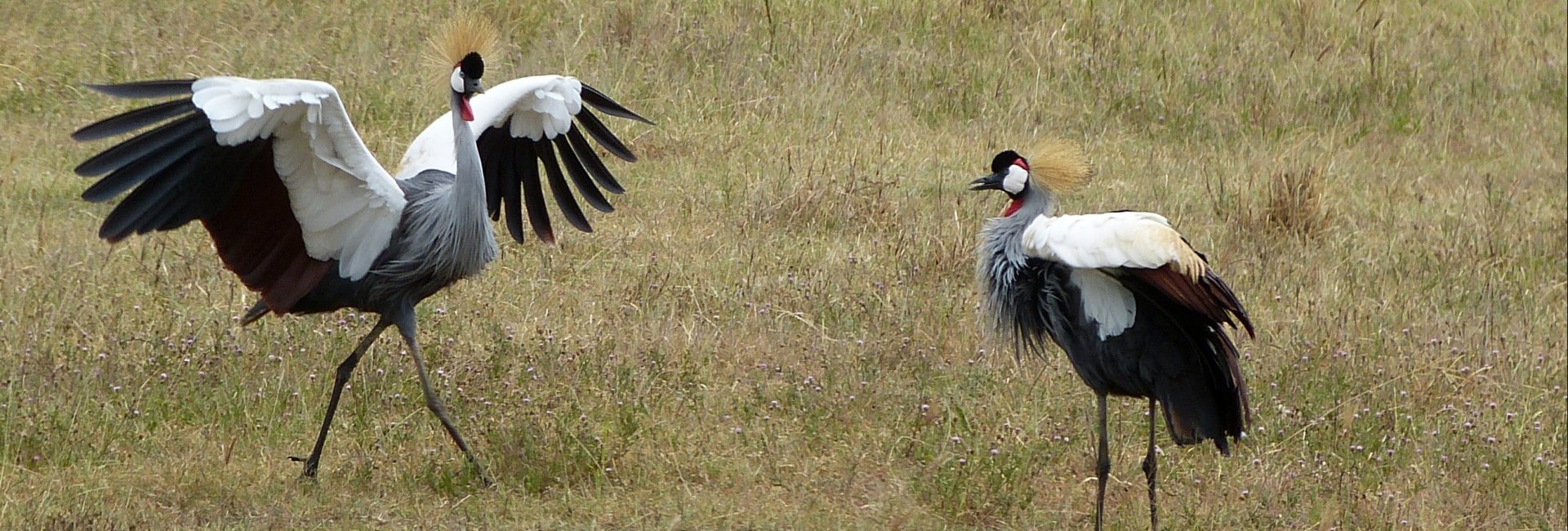 Crown Crane Honeymoon Crown Crane Honeymoon