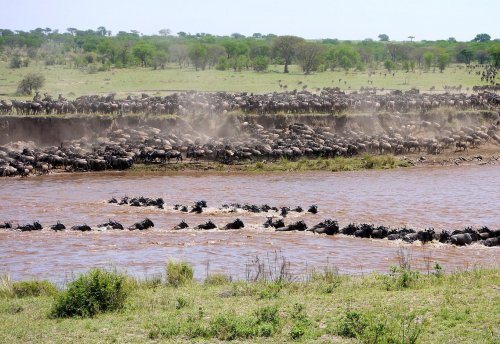 Tanzania Great Migration River Crossing