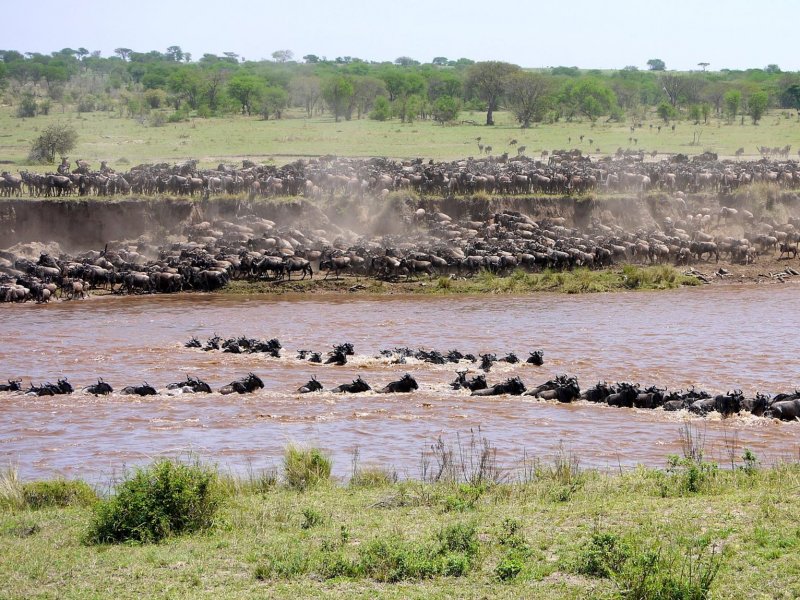 Tanzania Great Migration Tanzania Great Migration