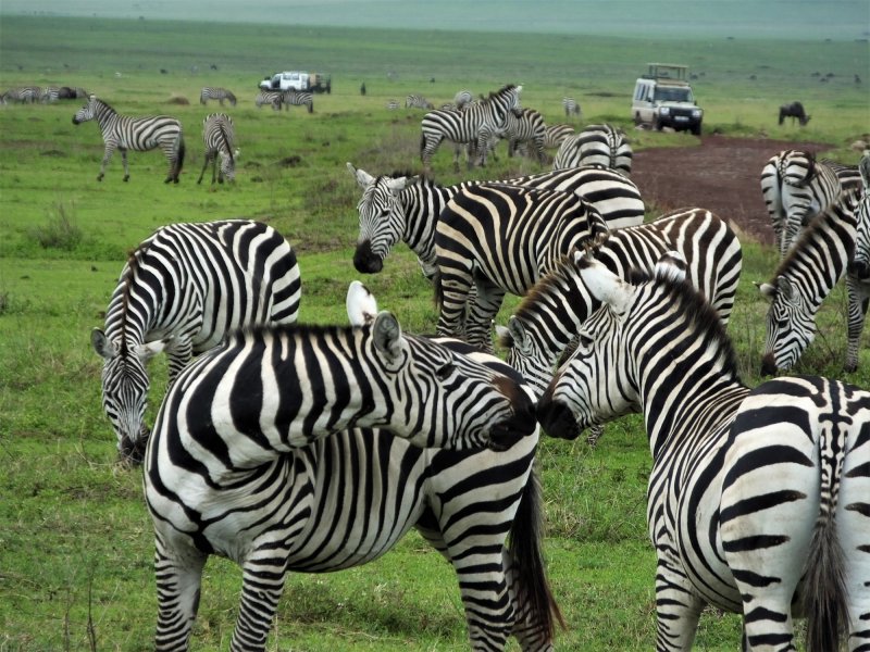 Safari Tanzania Safari Tanzania