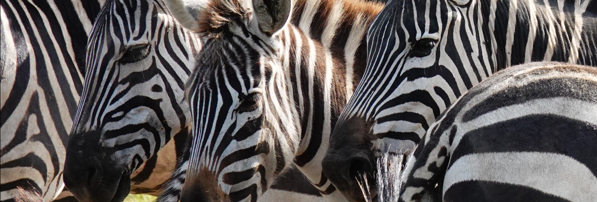 Tanzania Great Migration Tanzania Great Migration