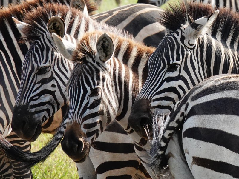 Tanzania Safari Zebra Tanzania Safari Zebra