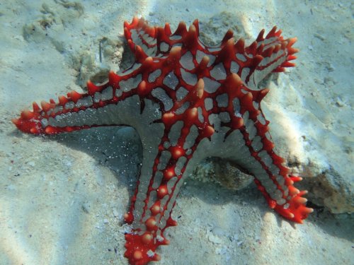 Pemba Island Pemba Island