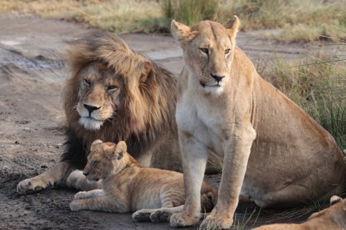 Tanzania Africa Lions