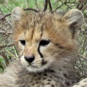 Tanzania Safari Cheetah