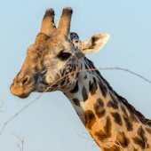 Tanzania Safari Giraffe Tanzania Safari Giraffe