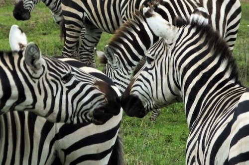 Tanzania Safari National Parks