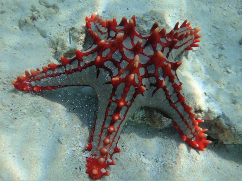 Zanzibar Beach holiday Zanzibar Beach holiday