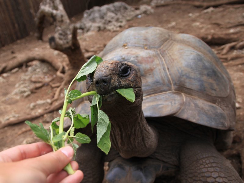 Zanzibar Holiday Prison Island Zanzibar Holiday Prison Island