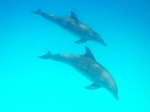 Dolfijnen zwemmen in Zanzibar