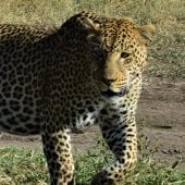 Tanzania Safari Luipaard Tanzania Safari Luipaard