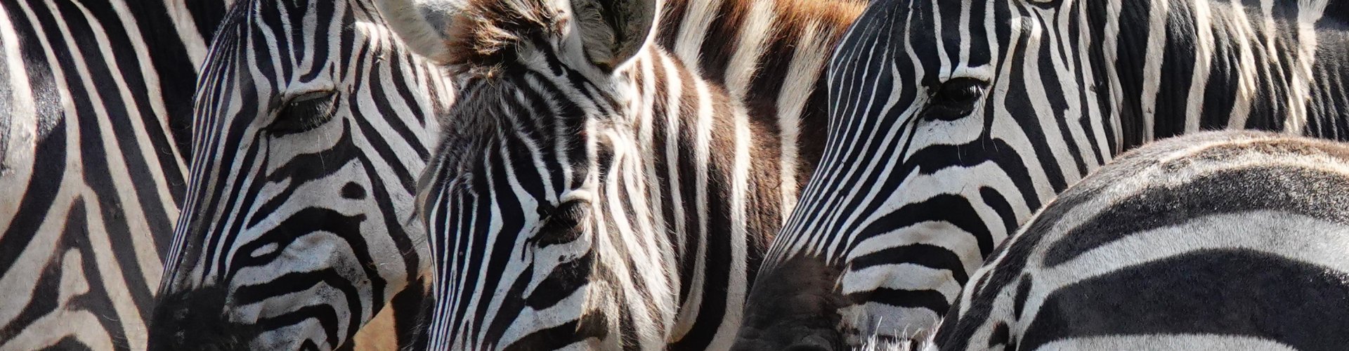 Mogelijkheden safari reis Mogelijkheden safari reis