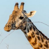 Tanzania Safari Veilig?