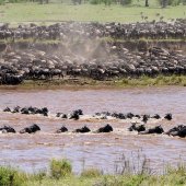 Tanzania Safari Migratie Tanzania Safari Migratie