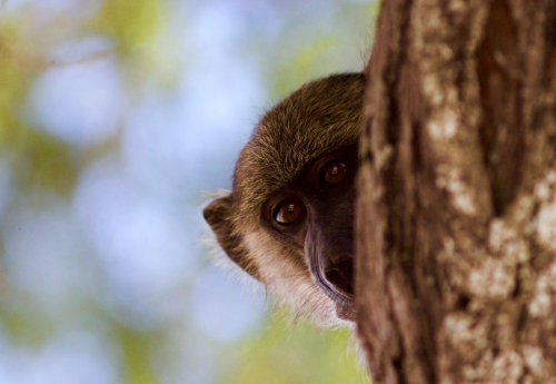 Jozani forest Zanzibar Jozani forest Zanzibar