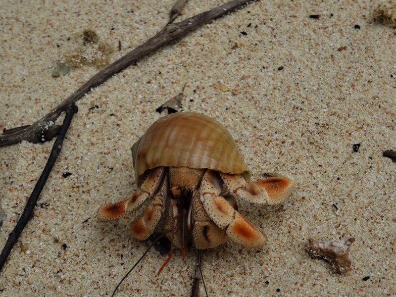 Cultuur in Zanzibar Cultuur in Zanzibar