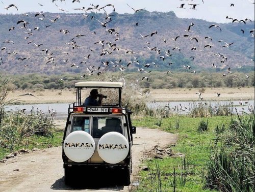 Safari in Tanzania Safari in Tanzania