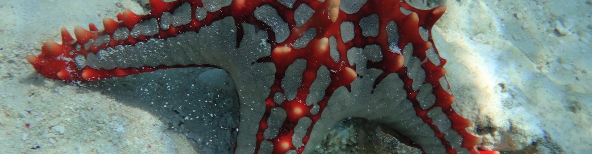 Mogelijkheden in Zanzibar Mogelijkheden in Zanzibar