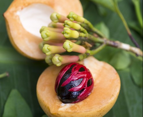 Kruidenplantages in Zanzibar Kruidenplantages in Zanzibar