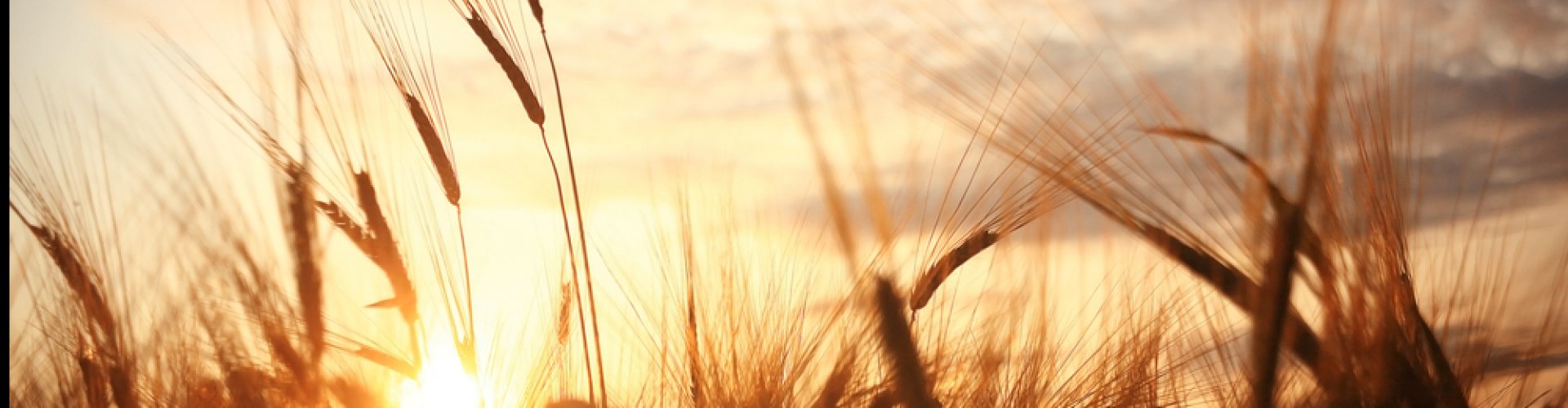 Rooyackers & Partners Pensioen Consultants Rooyackers & Partners Pensioen Consultants