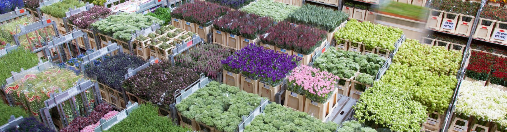Vær venlig Absolut Alice Wholesale flowers and plants | direct from Holland