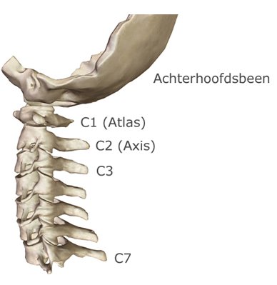 De nekwervels