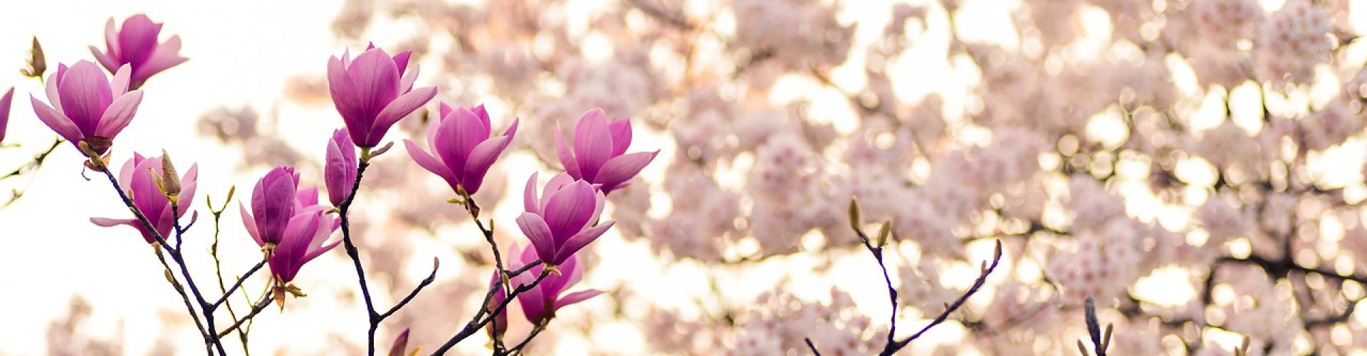 psychosociale-therapie-coaching-lent-nijmegen psychosociale-therapie-coaching-lent-nijmegen