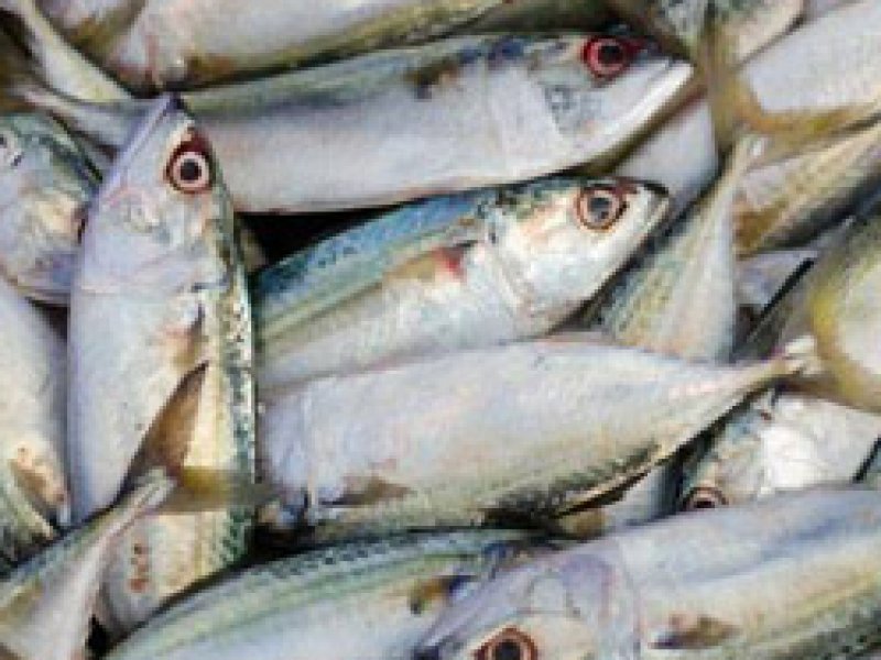 vis weegschalen vis weegschalen