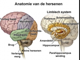 Neurofeedback | Hersenen