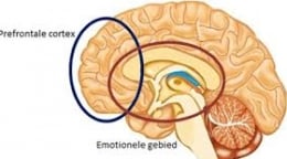 Neurofeedback zorgt balans tussen mentaal en emotioneel gebied