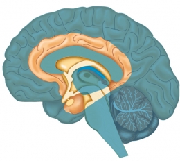 Emotionele brein trainen met neurofeedback