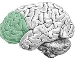 prefrontale cortex trainen met neurofeedback