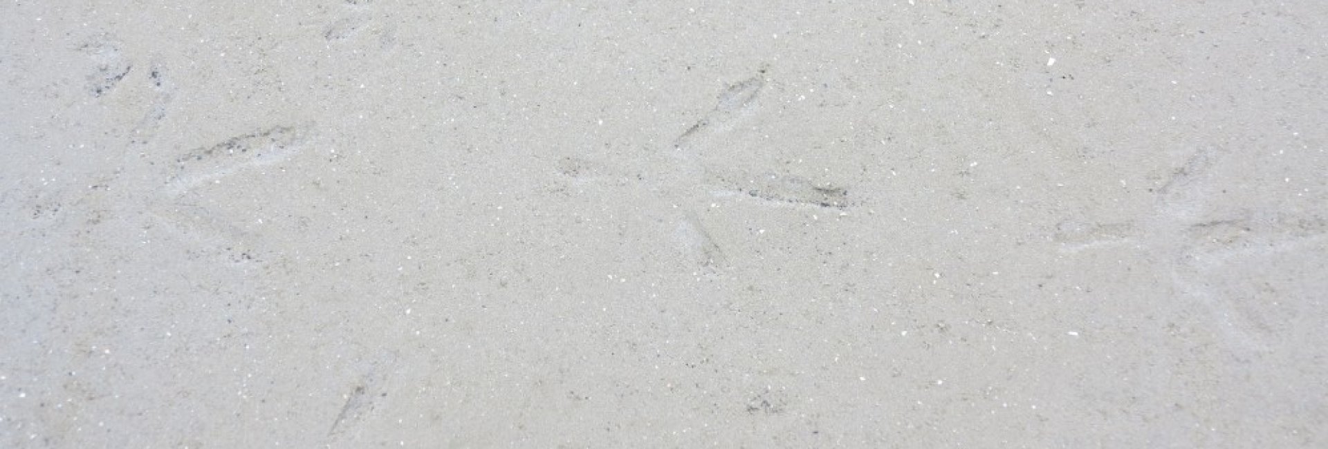 Vogel poten Take the first step