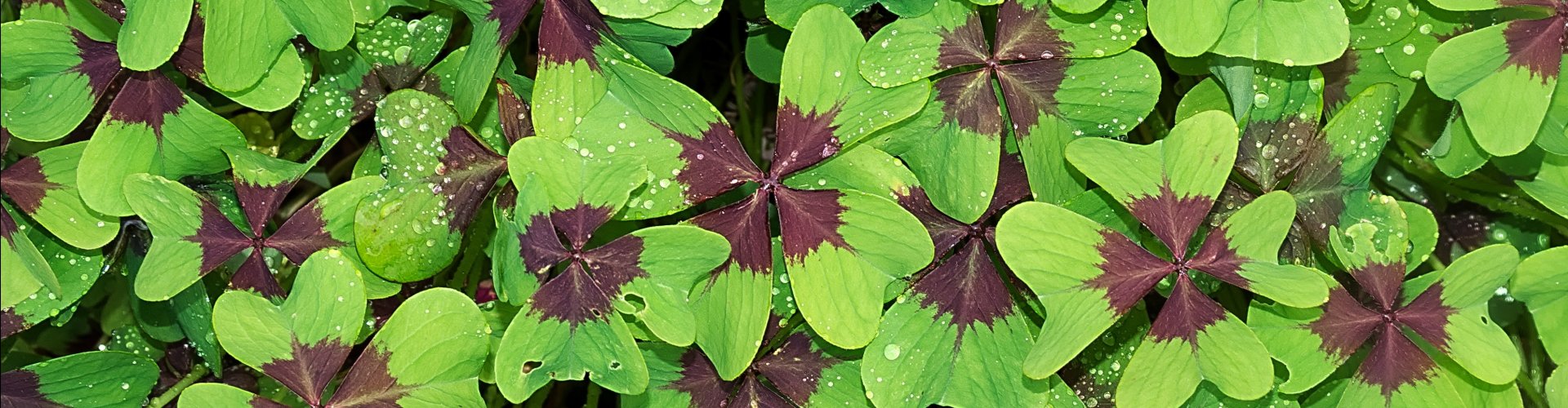 Verdriet? Zonder verdriet is er ook geen geluk! Zonder verdriet geen geluk