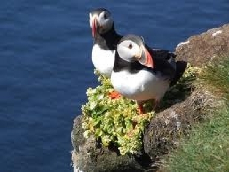 Papegaaiduikers bij Dyrholaey Rondreis IJsland met huurwagen - Zuidkust IJsland
