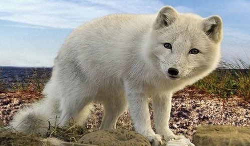 Arctizsche vos Isafjordur - West Fjorden
