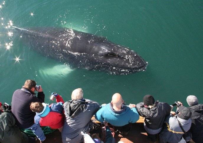 Walviscruise Husavik Grote Rondreis per huurwagen