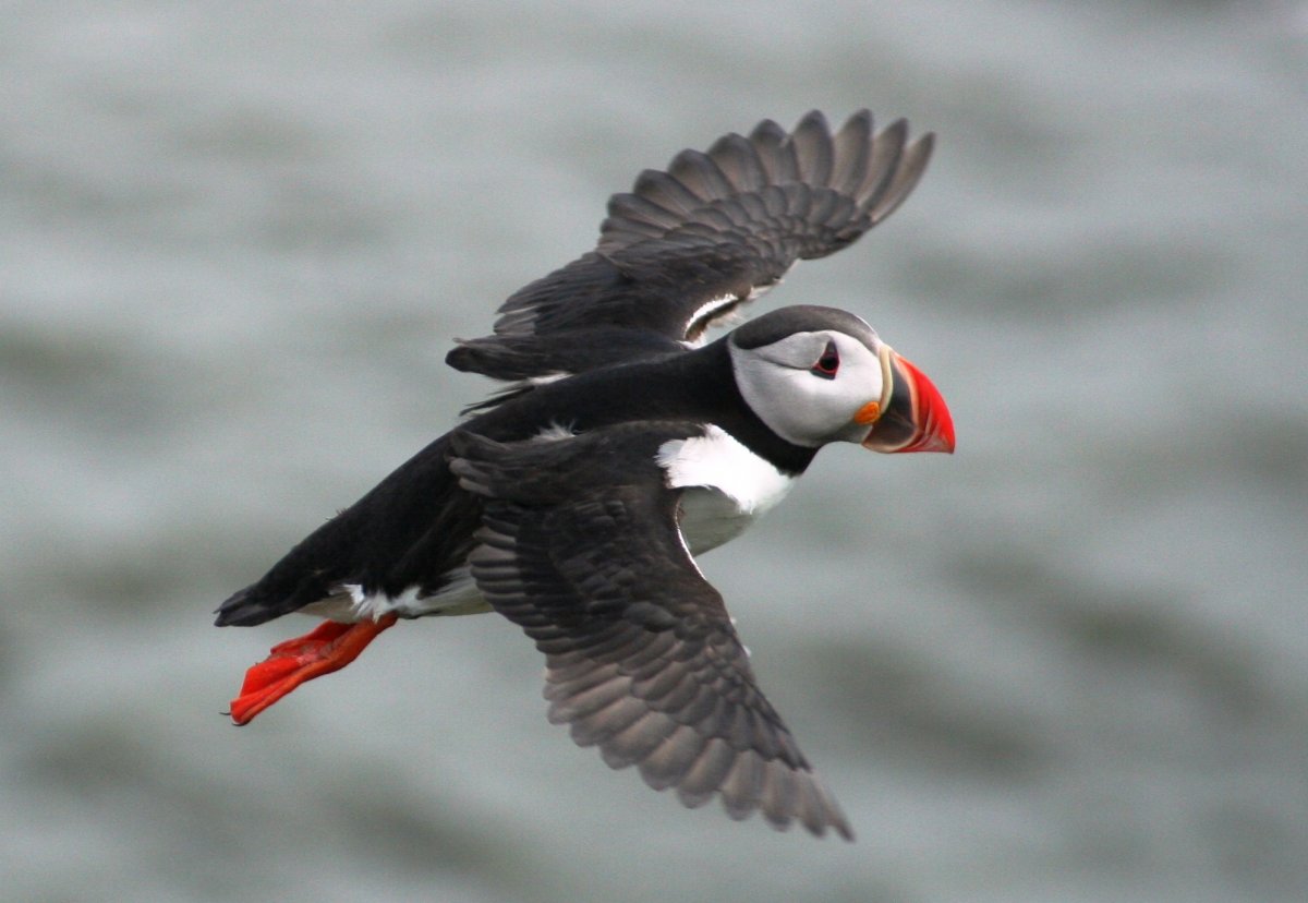 Pappegaiduikers op Kaap Dyrholaey Rondreis per huurauto