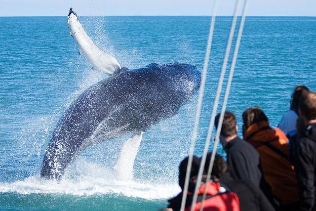 Walviscruise Husavik Soms kan je dit meemaken!