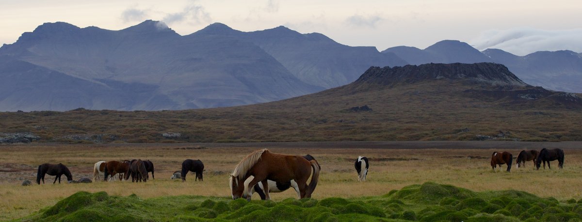 Skagafjördur, Ijslandse Paarden