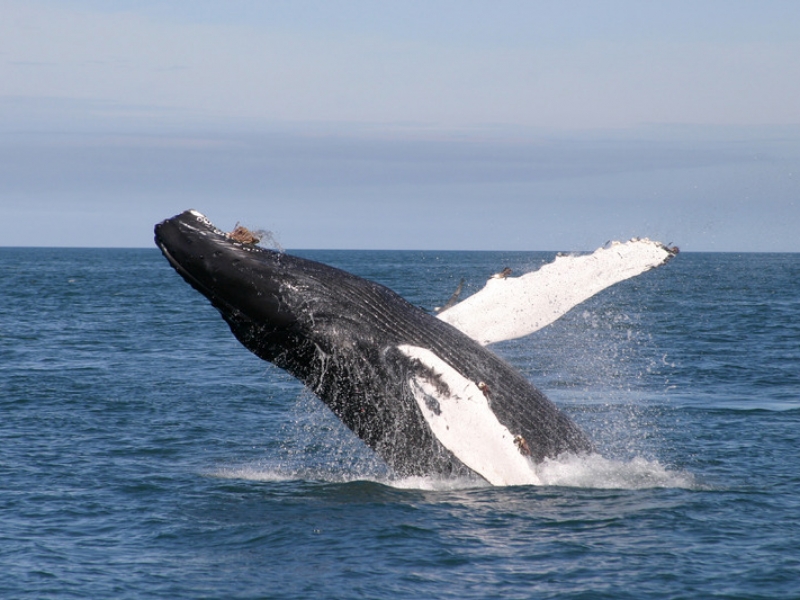 Dyrholaey zichtspunt zonder papegaaiduikers Rondreis per huurwagen IJsland Zuidkust