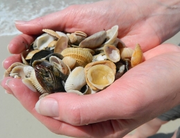 Schelpen als isolatie onder uw vloer Schelpen als isolatie onder uw vloer