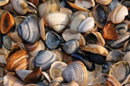 Isoleren van uw kruipruimte met schelpen Isoleren van uw kruipruimte met schelpen