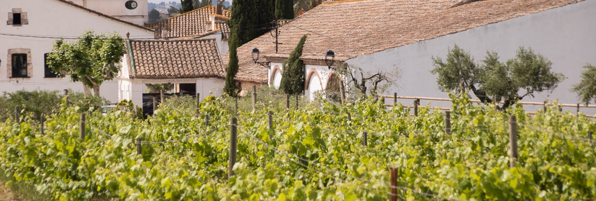 Wijnreizen spanje Wijnreizen spanje