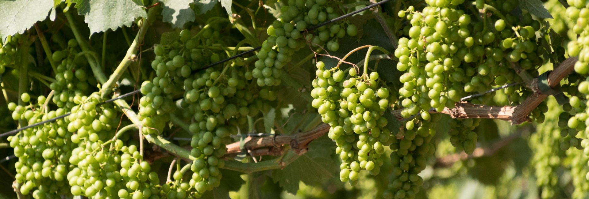 Over winebreaks Over winebreaks